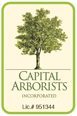 Capital Arborists Inc.